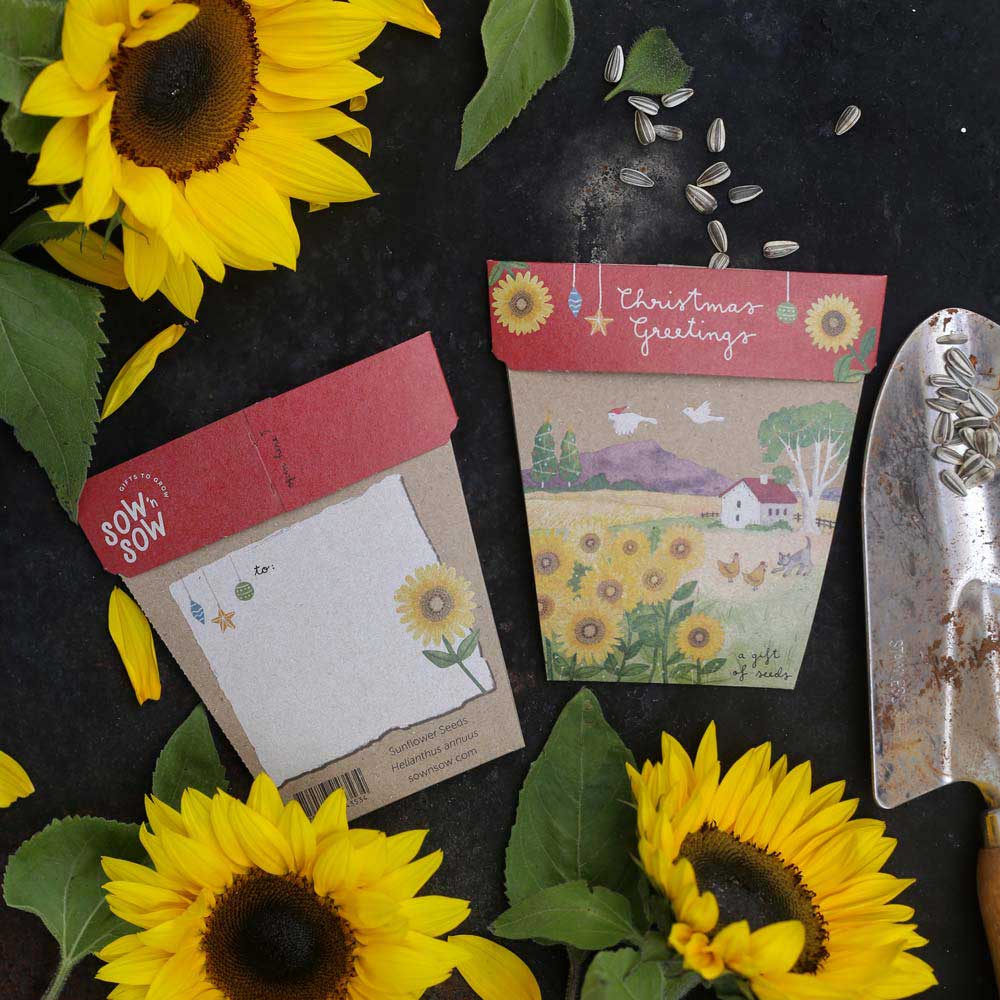 Christmas Sunflower Gift of Seeds (Australia only)