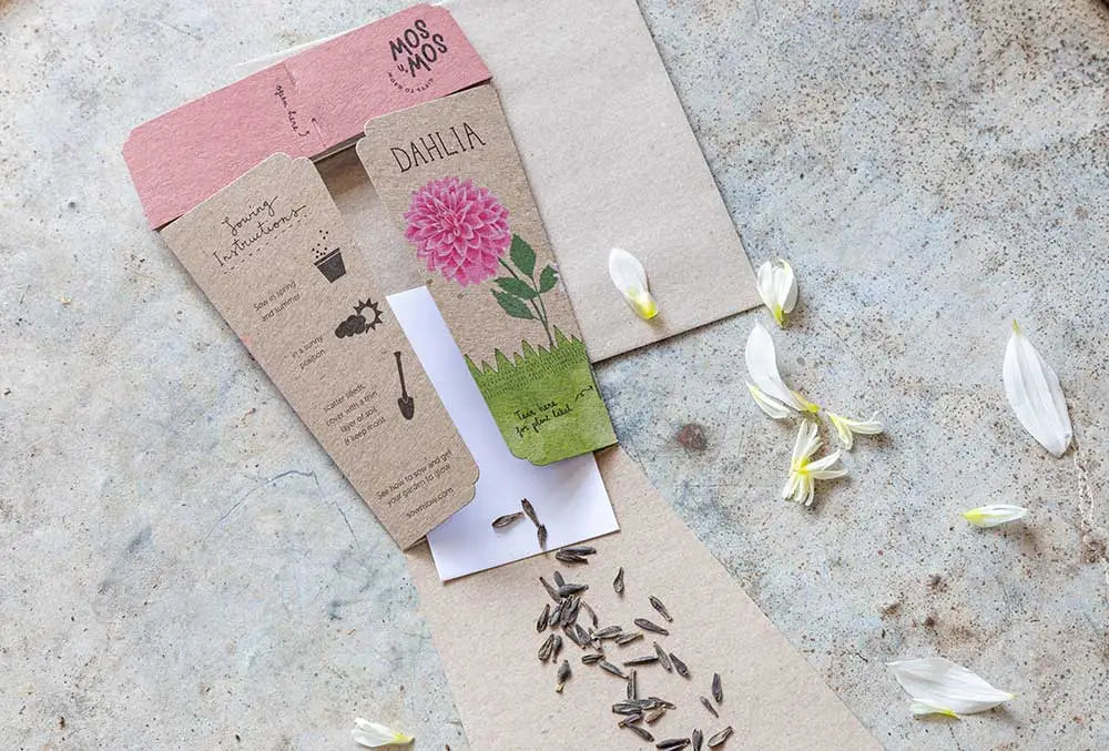 Dahlia Gift Of Seeds