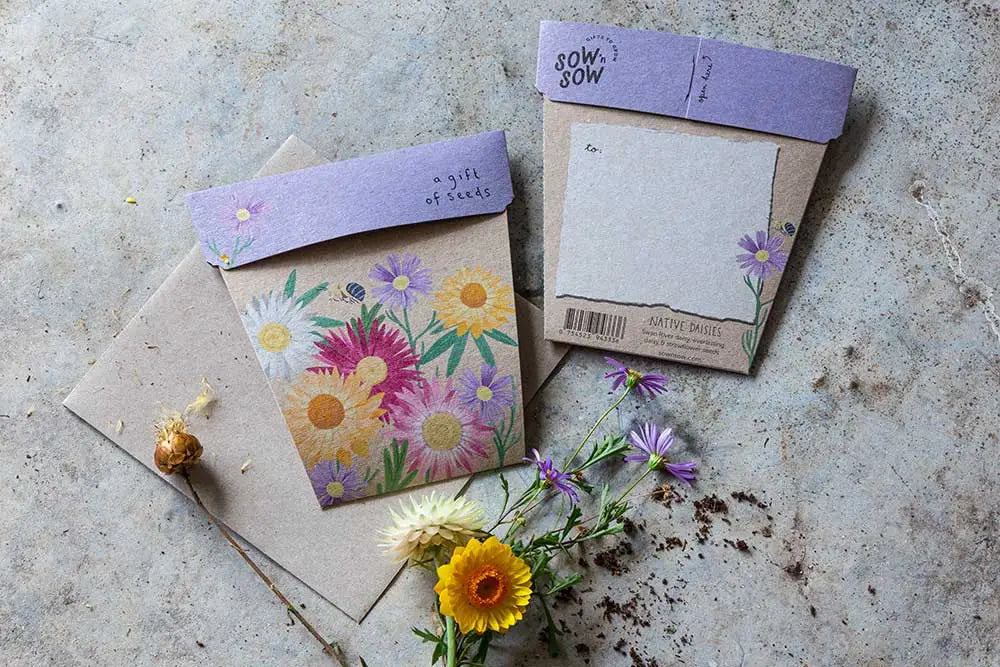Native Daisies