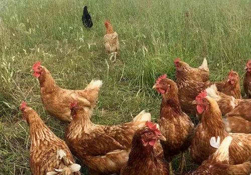 Nannup Natural Eggs