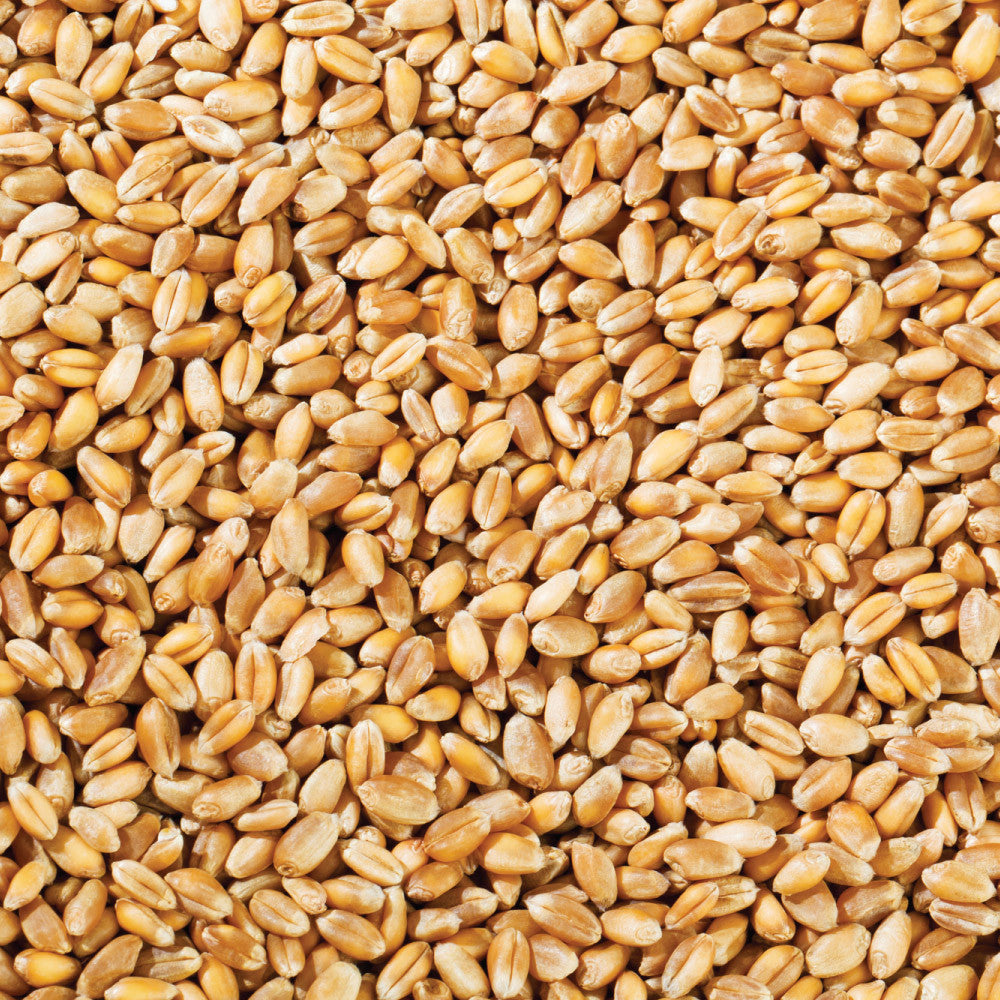 Honest To Goodness Organic Wheat Grain
