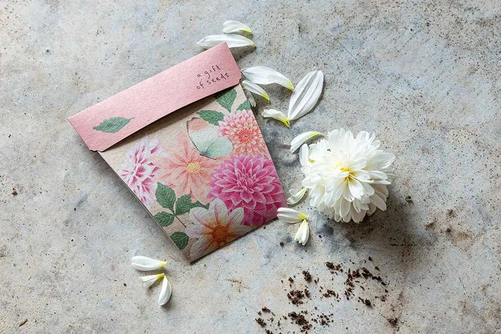 Dahlia Gift Of Seeds