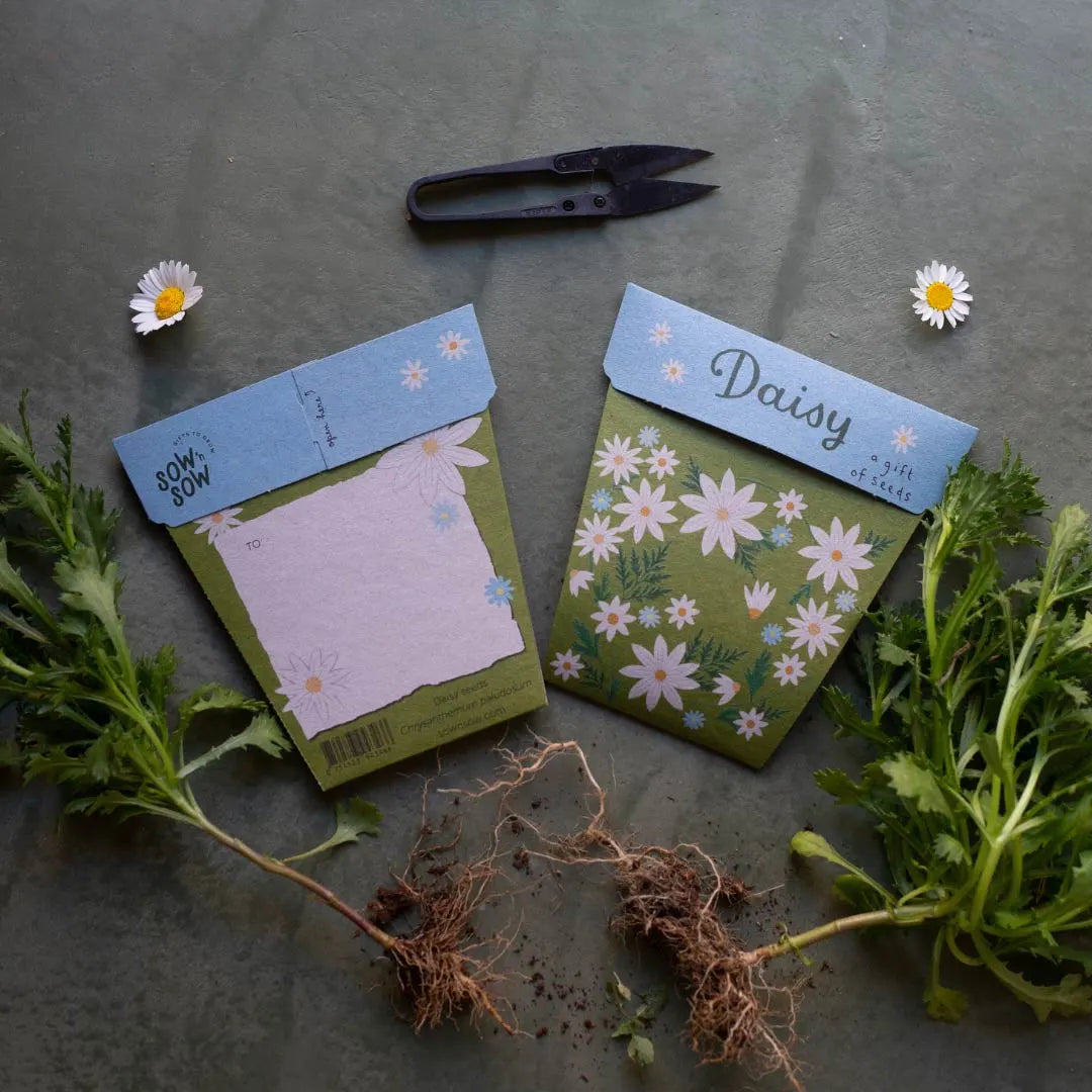 Gift Of Seeds - Daisy