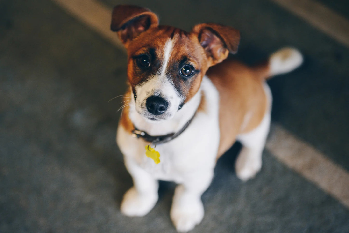 Pet Pendant